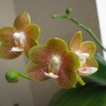 Орхидея 5