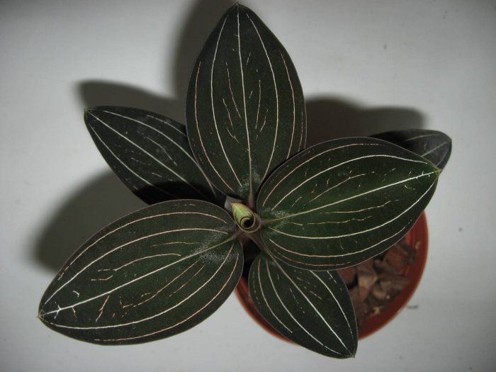 Орхидея (5)