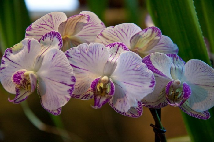Орхидея (50)