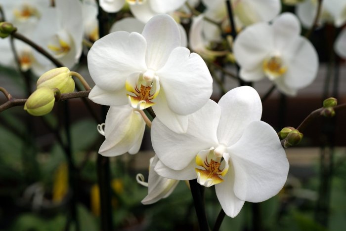 Орхидея (53)