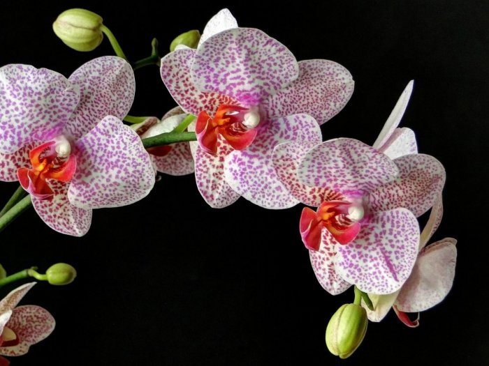 Орхидея (56)