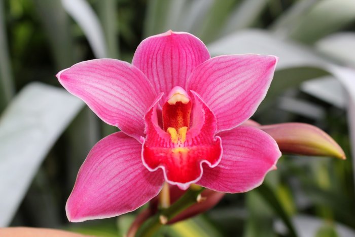 Орхидея (57)