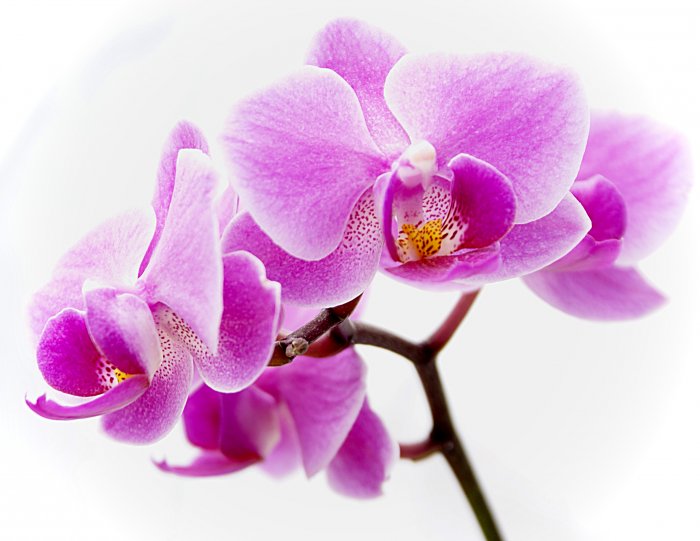 Орхидея (58)