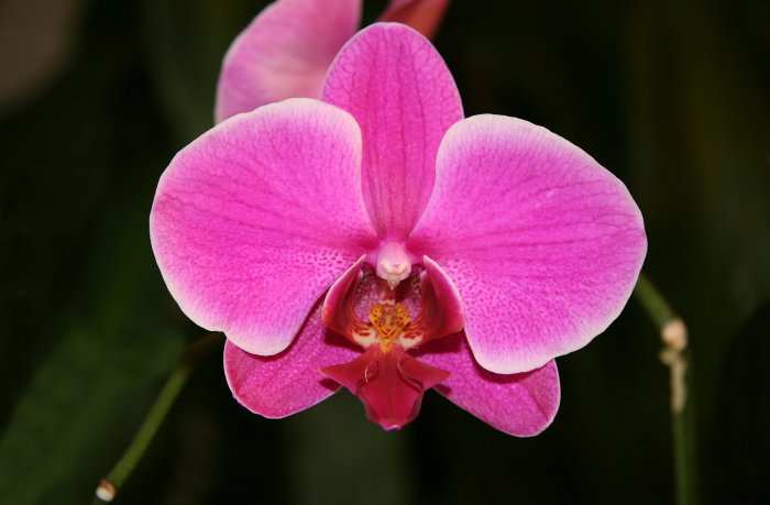 Орхидея (59)