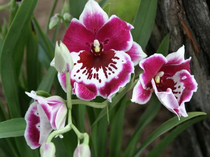 Орхидея (6)
