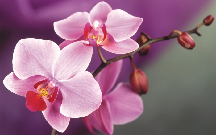 Орхидея (60)