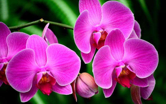 Орхидея (61)