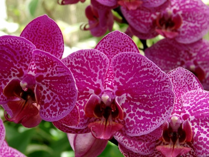 Орхидея (63)