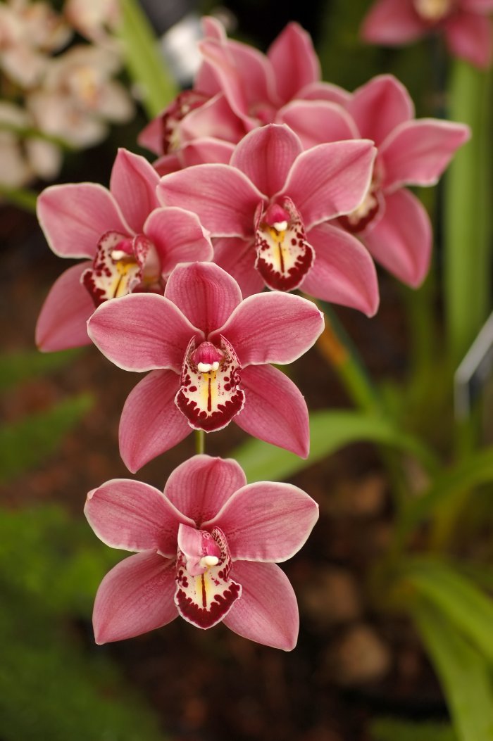 Орхидея (66)
