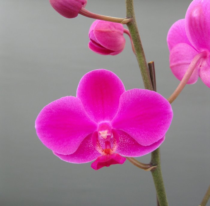 Орхидея (68)