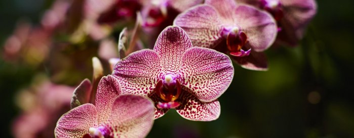 Орхидея (7)