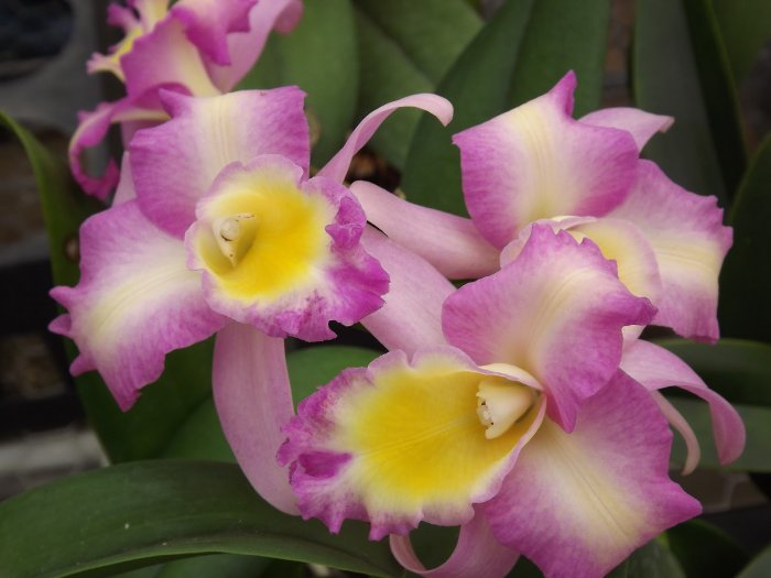 Орхидея (7)
