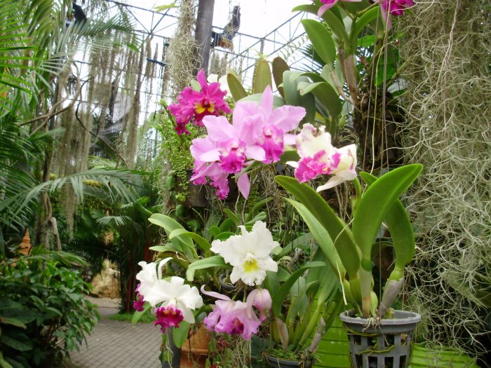 Орхидея (72)