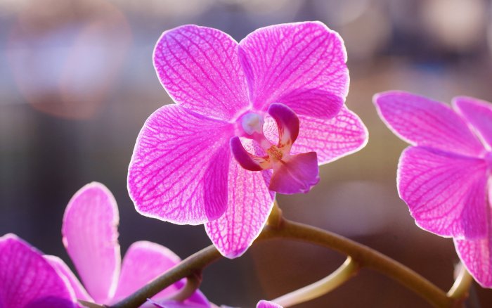 Орхидея (73)