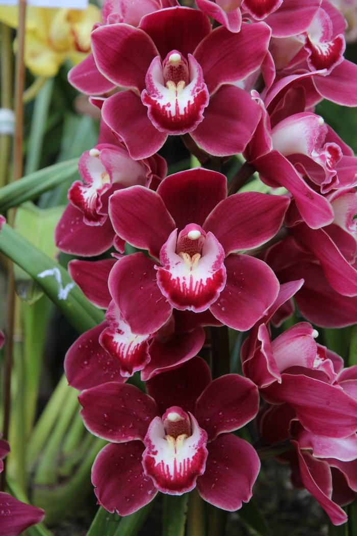 Орхидея (74)
