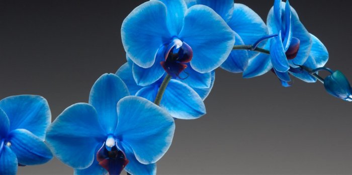Орхидея (75)