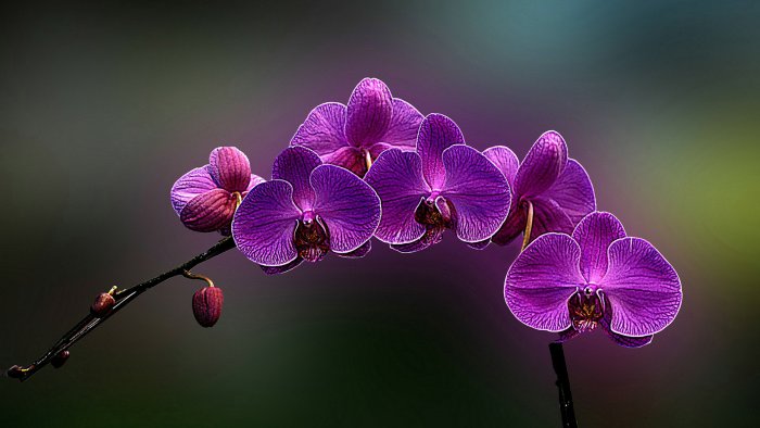 Орхидея (77)