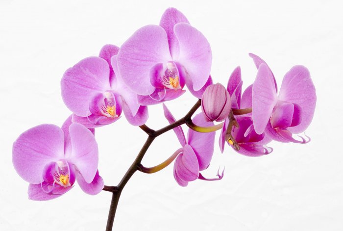 Орхидея (78)
