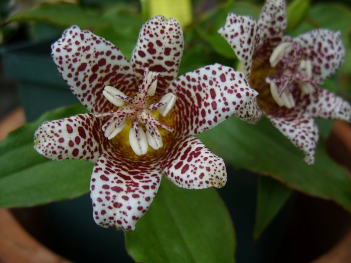 Орхидея (79)