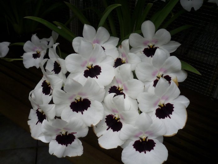 Орхидея (8)