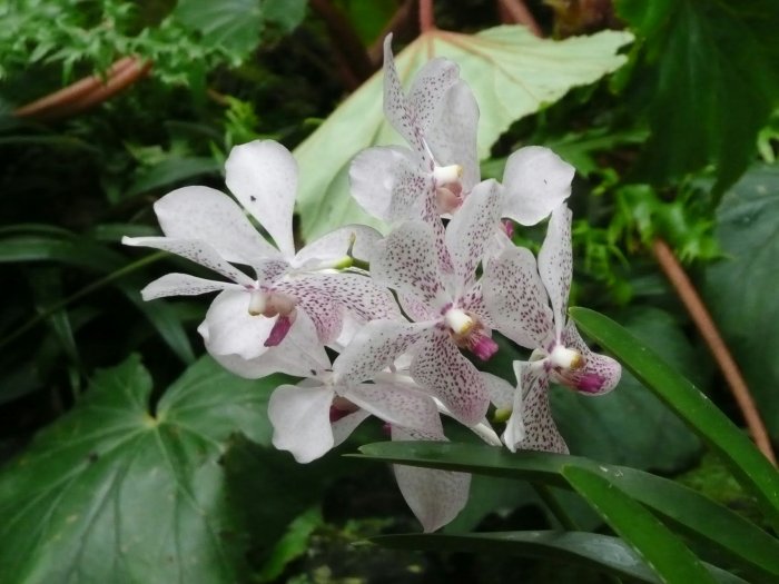 Орхидея (8)