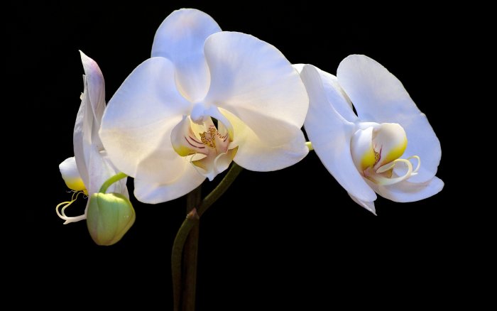 Орхидея (81)