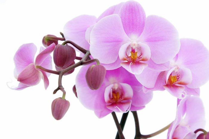 Орхидея (84)