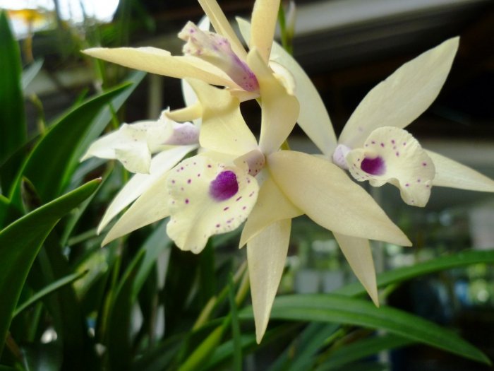 Орхидея (85)