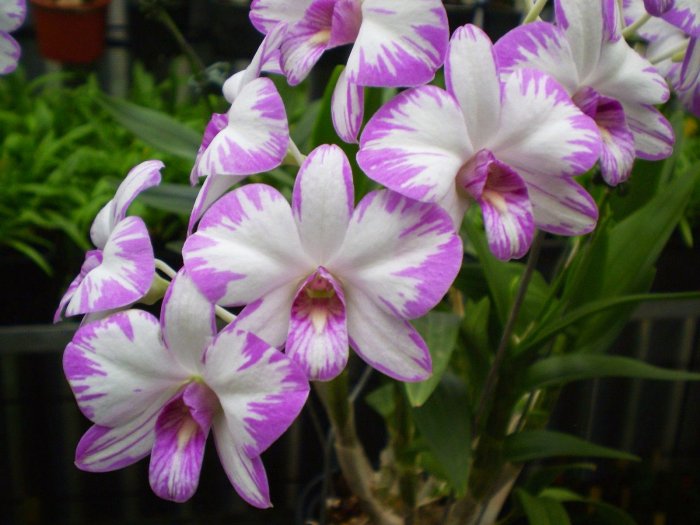Орхидея (9)