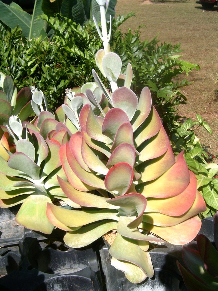 Суккулент - растение (85)