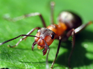 Интересное из мира насекомых: сколько ног у муравья и сколько он весит?
