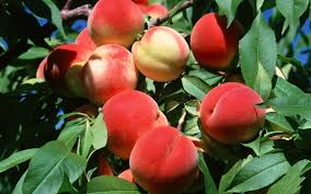 Условия для хорошего роста персика