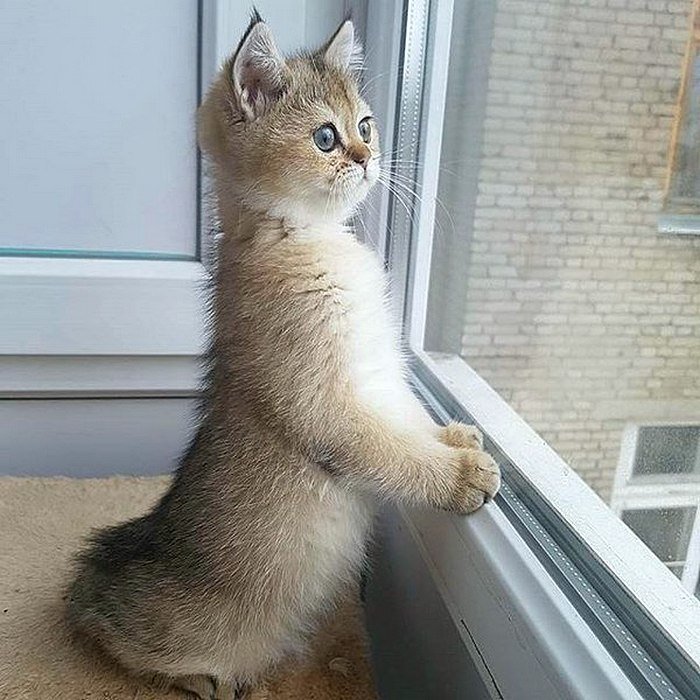 кошка в окне