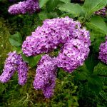 Декоративные кустарники для дачи 1