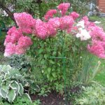 Декоративные кустарники для дачи 12