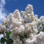Декоративные кустарники для дачи 6