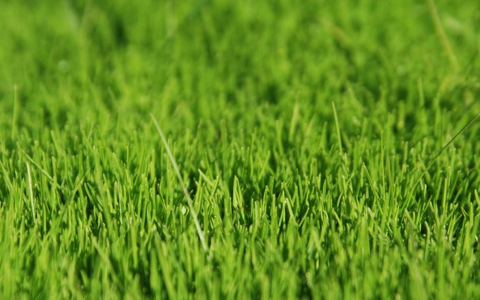 Газонная трава: как за ней ухаживать? Инструкция +90 фото идей по дизайну!