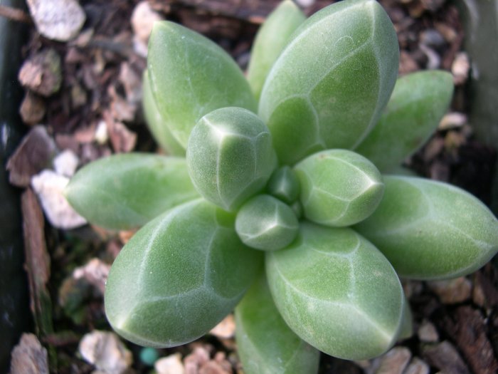 Суккулент - растение (65)