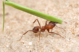 Как избавиться от муравьев в квартире: эффективные и простые методы